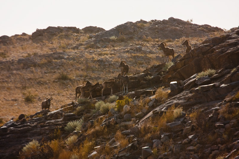 Argali